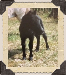 Foto: Maria Jurestam ? 1991
